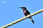 11012137c   铜喉花蜜鳥 Copp[er-throated Sunbird