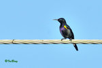 11012149c   铜喉花蜜鳥 Copp[er-throated Sunbird