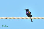 11012151c 铜喉花蜜鳥 Copp[er-throated Sunbird