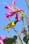 11012167c 黄腹花蜜鳥 Olive-Blacked Sunbird-Male