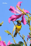 11012167c  黄腹花蜜鳥 Olive-Blacked Sunbird-Male