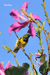 11012176c 黄腹花蜜鳥 Olive-Blacked Sunbird-Male