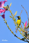 11012180c 黄腹花蜜鳥 Olive-Blacked Sunbird-Male