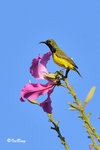 11012184c 黄腹花蜜鳥 Olive-Blacked Sunbird-Male
