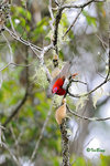 11012331Nc   特氏大陽鳥 Temminck's Sunbird-Male