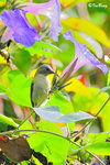11012333Nc 藍枕花蜜鳥 Purple-Naped Sunbird