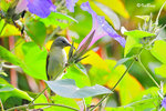 11012334Nc 藍枕花蜜鳥 Purple-Naped Sunbird