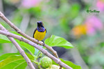 11012388Nc 黄腹花蜜鳥 Olive-Blacked Sunbird-Male