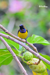 11012389Nc 黄腹花蜜鳥 Olive-Blacked Sunbird-Male