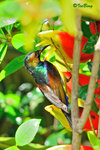 110124113Nc 褐喉花蜜鳥 Brown-throated Sunbird-Male