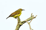 11012423Nc 褐喉花蜜鳥 Brown-Throated Sunbird-Female