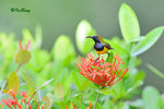 11012424Nc 黄腹花蜜鳥 Olive-Blacked Sunbird-Male