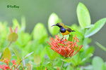 11012425Nc 黄腹花蜜鳥 Olive-Blacked Sunbird-Male
