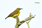 11012426Nc 褐喉花蜜鳥 Brown-Throated Sunbird-Female