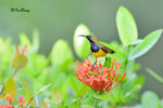 11012427Nc 黄腹花蜜鳥 Olive-Blacked Sunbird-Male