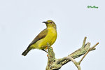 11012427Nc 褐喉花蜜鳥 Brown-Throated Sunbird-Female