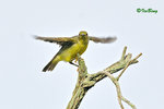 11012428Nc 褐喉花蜜鳥 Brown-Throated Sunbird-Female