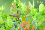 11012430Nc 黄腹花蜜鳥 Olive-backed Sunbird-Female