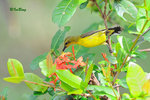 11012436Nc 黄腹花蜜鳥 Olive-backed Sunbird-Female