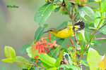 11012438Nc 黄腹花蜜鳥 Olive-backed Sunbird-Female