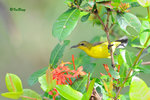 11012441Nc 黄腹花蜜鳥 Olive-backed Sunbird-Female
