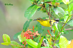 11012443Nc 黄腹花蜜鳥 Olive-backed Sunbird-Female