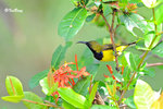 11012449Nc 黄腹花蜜鳥 Olive-Blacked Sunbird-Male