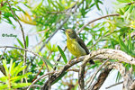 11012496Nc 褐喉花蜜鳥 Brown-Throated Sunbird-Female