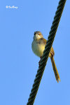 11012125c 黃腹鷦鶯 Yellow-bellied Prinia