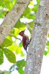 11012105c 鑲紅綠啄木鳥 Banded Woodpecker