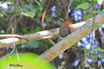 11012107c 鑲紅綠啄木鳥 Banded Woodpecker