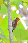 11012115c 鑲紅綠啄木鳥 Banded Woodpecker