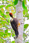 11012257Nc 背啄木鳥 Orange-backed Woodpecker