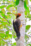 11012258Nc 背啄木鳥 Orange-backed Woodpecker