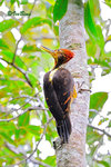 11012259Nc 背啄木鳥 Orange-backed Woodpecker