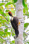 11012260Nc 背啄木鳥 Orange-backed Woodpecker