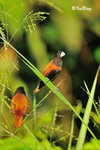 11012102c 文鳥 Chestnut Munia