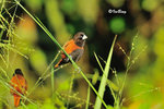 11012106c 文鳥 Chestnut Munia