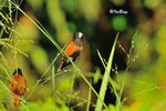 11012108c文鳥 Chestnut Munia
