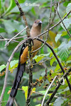 11012262Nc 婆羅洲樹鵲 Bornean Treepie