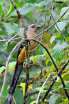 11012263Nc 婆羅洲樹鵲 Bornean Treepie