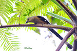 11012306Nc 婆羅洲樹鵲 Bornean Treepie