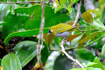 11012345Nc黑頂綉眼 Black-capped White-eye