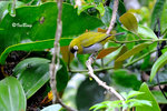 11012349Nc 黑頂綉眼 Black-capped White-eye