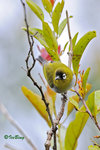 11012391Nc 黑頂綉眼 Black-capped White-eye