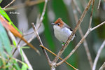 11012394Nc 粟冠鳳鶥 Chestnut-crested Yuhina