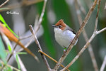 11012395Nc 粟冠鳳鶥 Chestnut-crested Yuhina