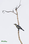 11012403Nc 黑鳴 Pied Triller -Male