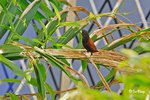 110124118Nc 文鳥 Chestnut Munia