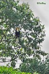 11012117c  花冠皺 Wreathed Hornbill